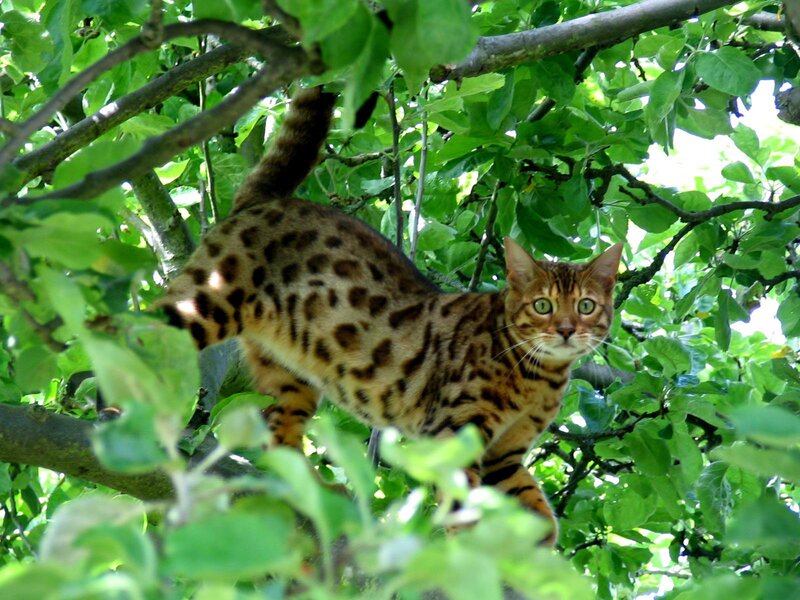 Bengal Cat in Tree