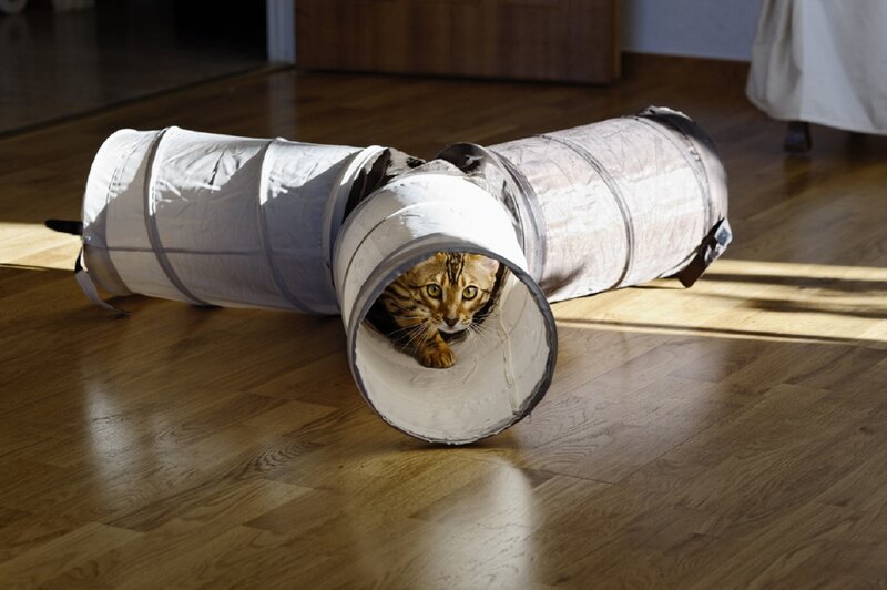 Bengal Cat in Tunnel — Brown