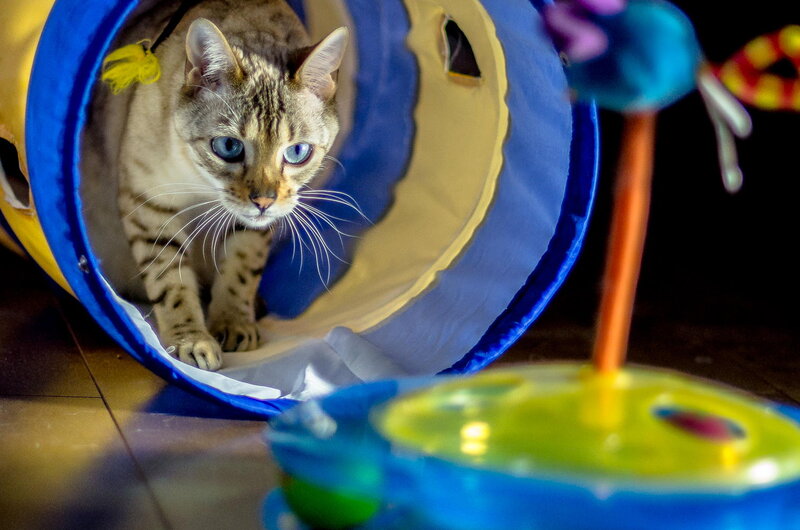 Bengal Cat in Tunnel