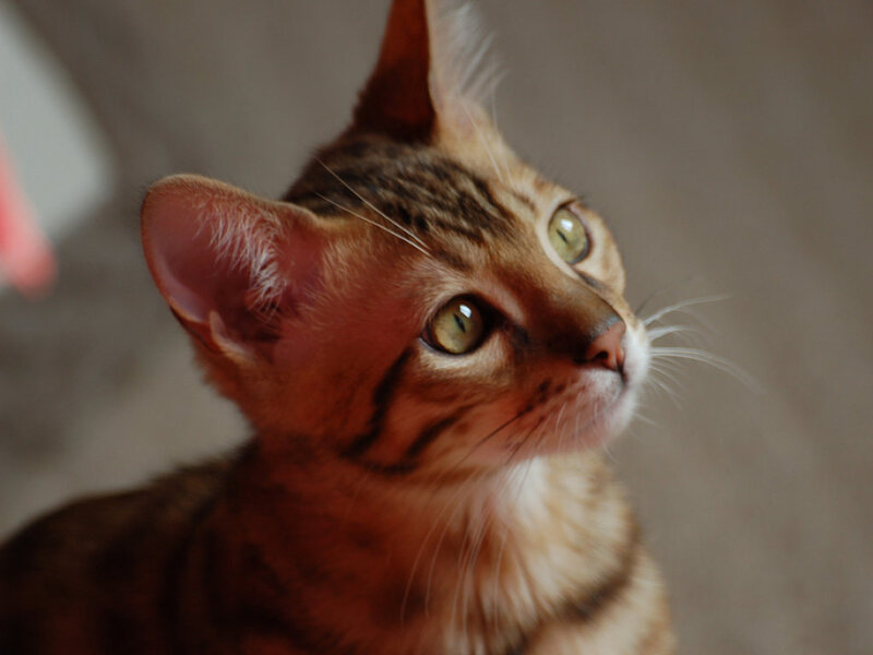 Bengal Cat Kitten