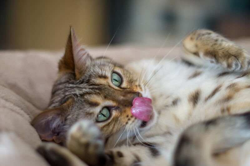 Bengal Cat Licking Nose