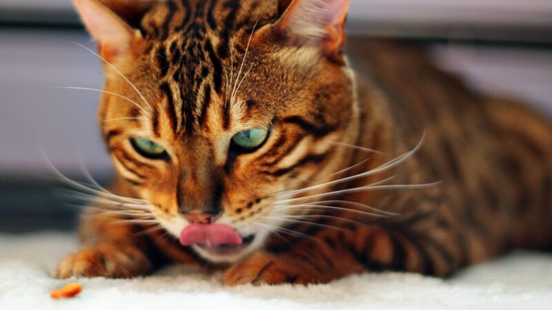 Bengal Cat Licking