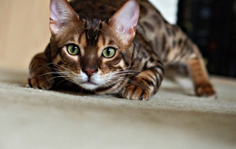Bengal Cat Lying Down — Brown, Alert, Photograph