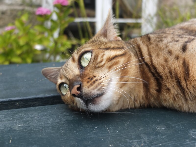Bengal Cat Lying Down — Brown, Calm, Afternoon