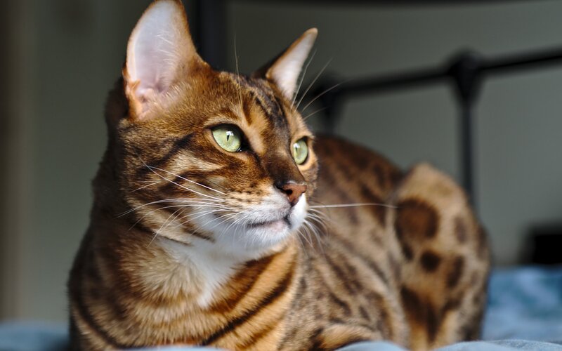 Bengal Cat Lying Down — Brown, Calm, Photograph, Bed