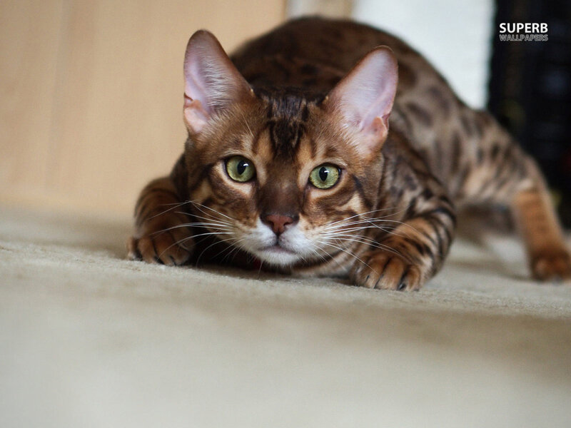 Bengal Cat Lying Down — Brown, Calm, Photograph, Carpet