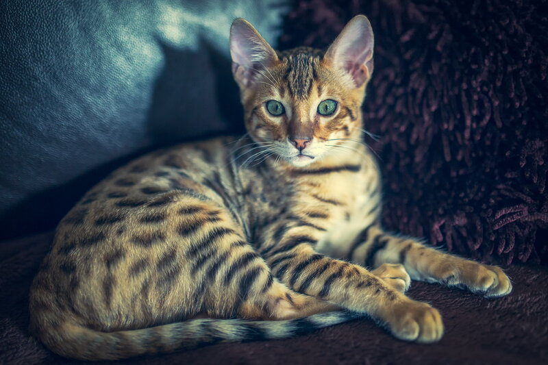 Bengal Cat Lying Down — Brown, Calm, Photograph, Couch