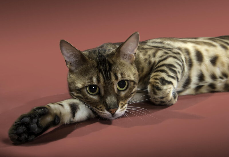 Bengal Cat Lying Down — Brown, Calm, Photograph, Paw