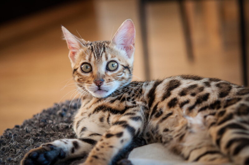 Bengal Cat Lying Down — Brown, Calm, Photograph, Rug