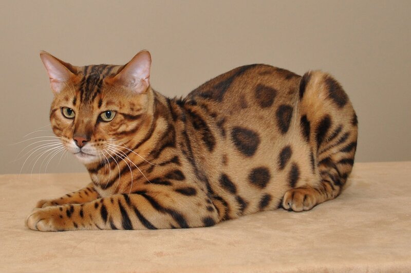 Bengal Cat Lying Down — Brown, Calm, Photograph, Surface