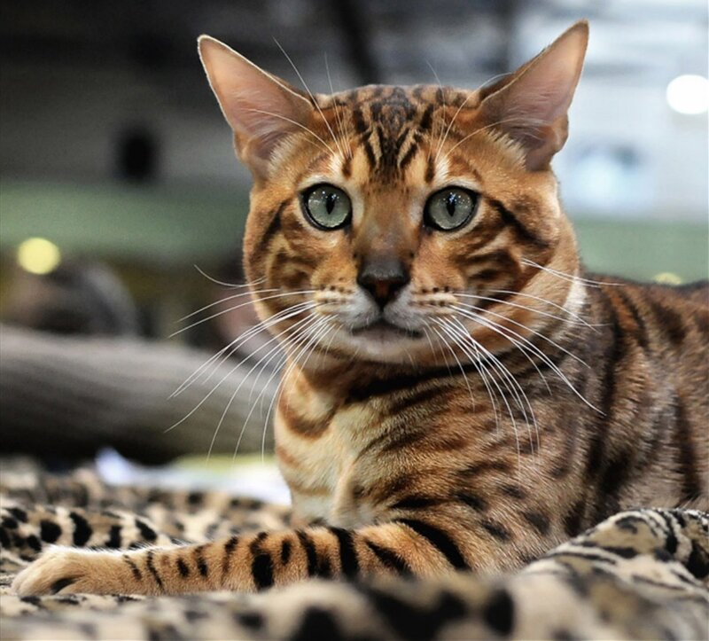 Bengal Cat Lying Down — Brown, Calm, Photograph
