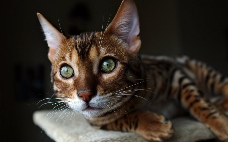 Bengal Cat Lying Down — Brown, Calm, Photograph, Whiskers, Cat Bed