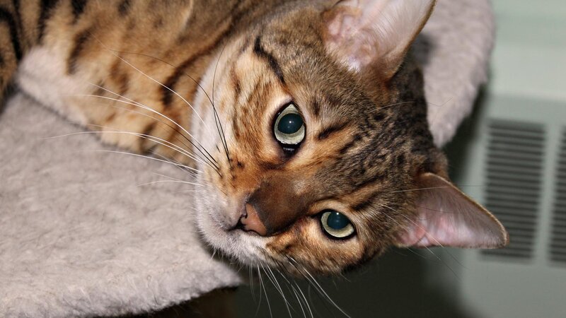 Bengal Cat Lying Down — Brown, Calm, Photograph, Whiskers