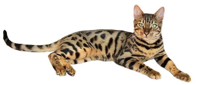 Bengal Cat Lying Down — Brown, Calm, Photograph, White Background