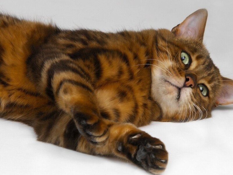 Bengal Cat Lying Down — Brown, Calm, Photograph, White Surface