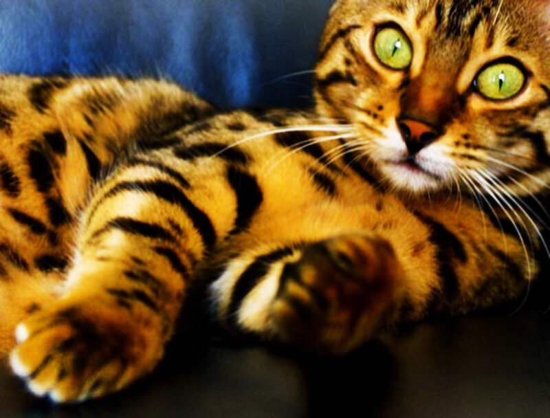 Bengal Cat Lying Down — Brown, Calm