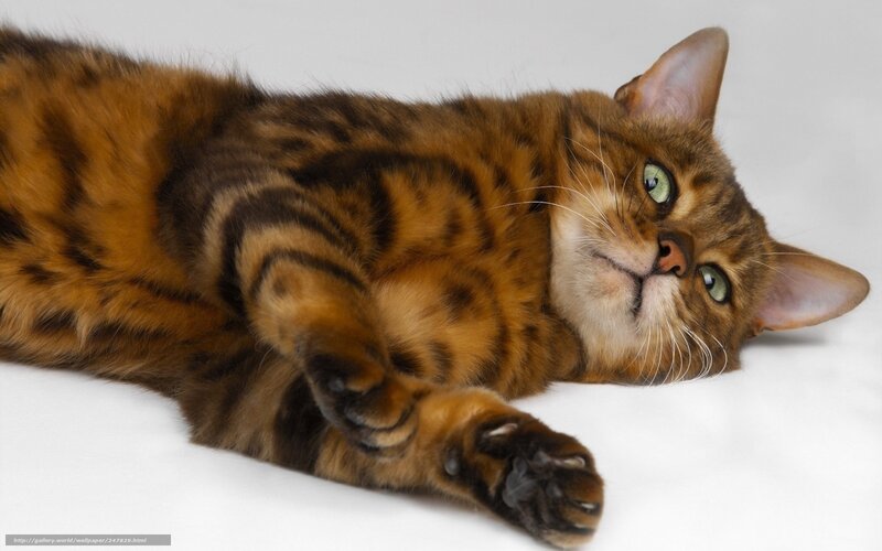 Bengal Cat Lying Down — Brown, Relaxed, Photograph