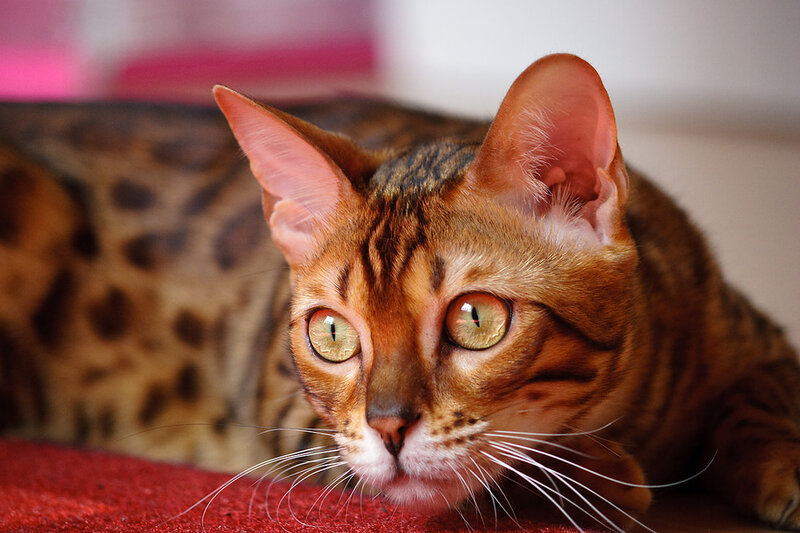 Bengal Cat Lying Down — Brown