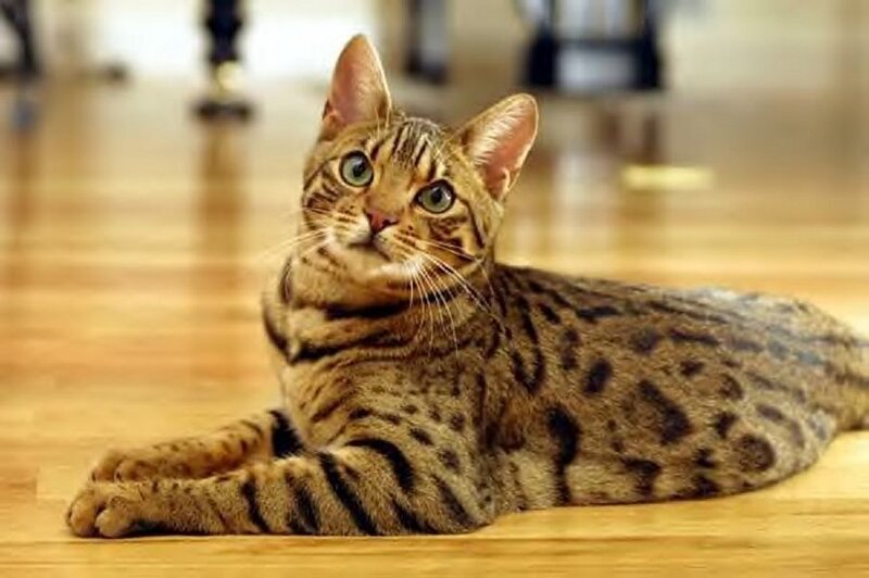 Bengal Cat Lying Down