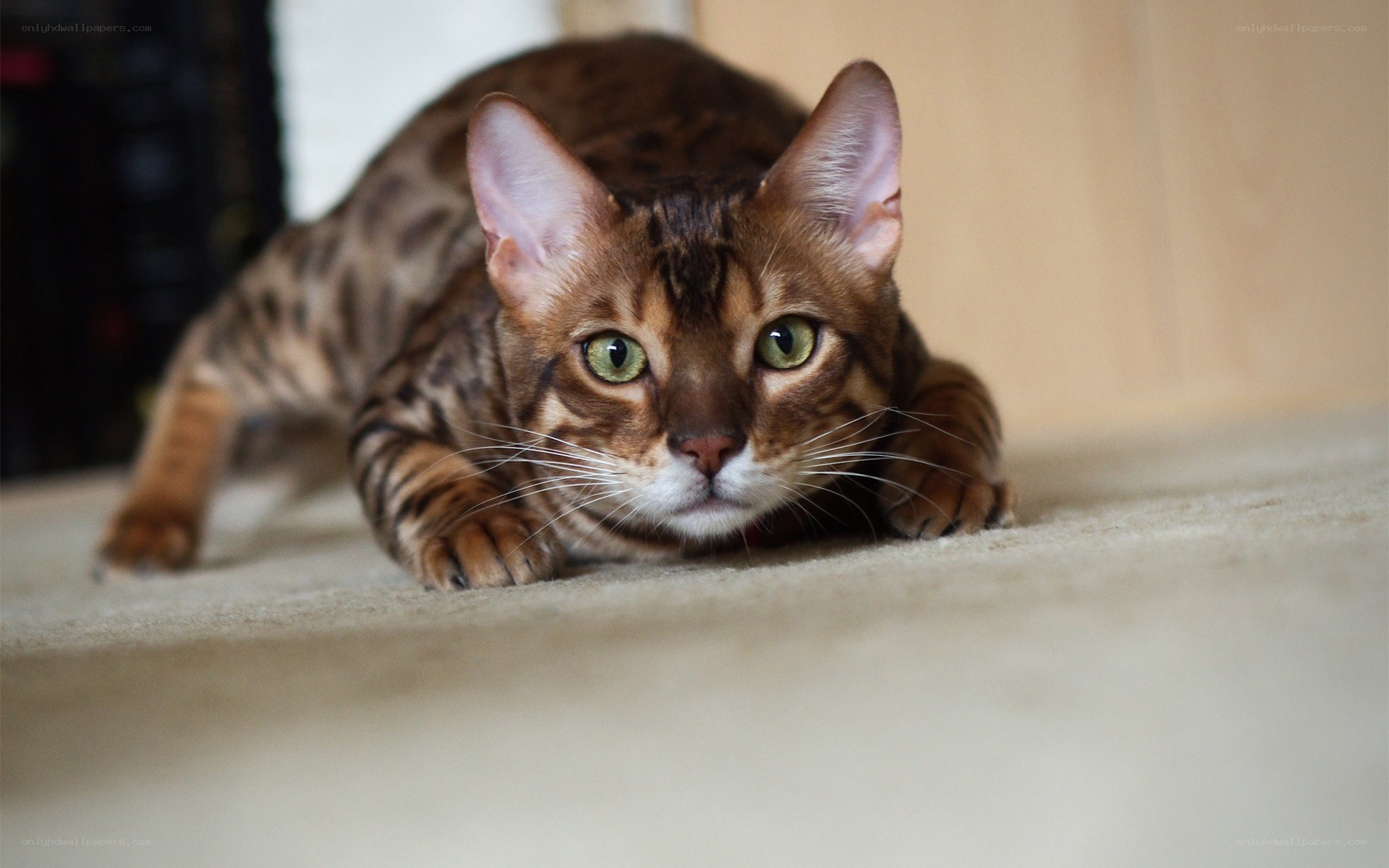Bengal cat lying on carpet