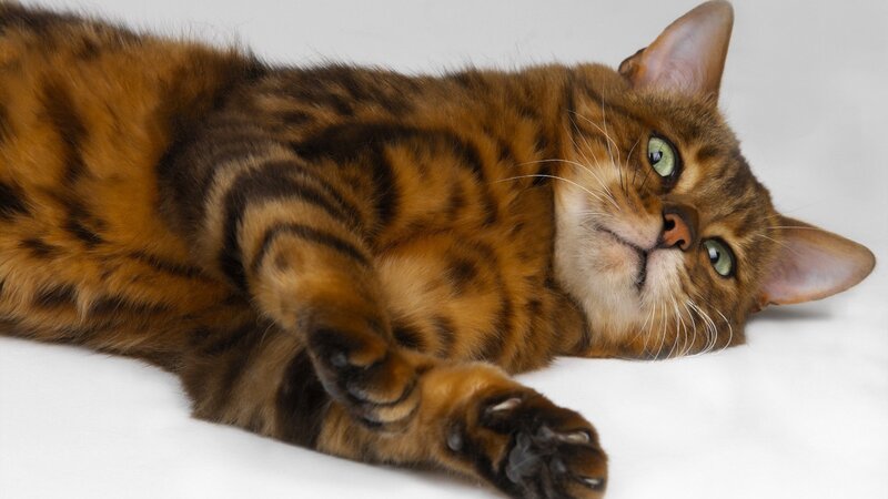 Bengal cat lying on its back