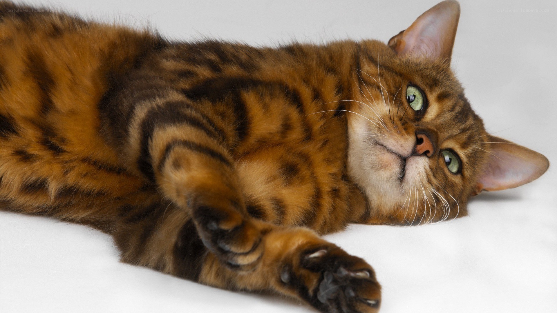 Bengal cat lying on its back