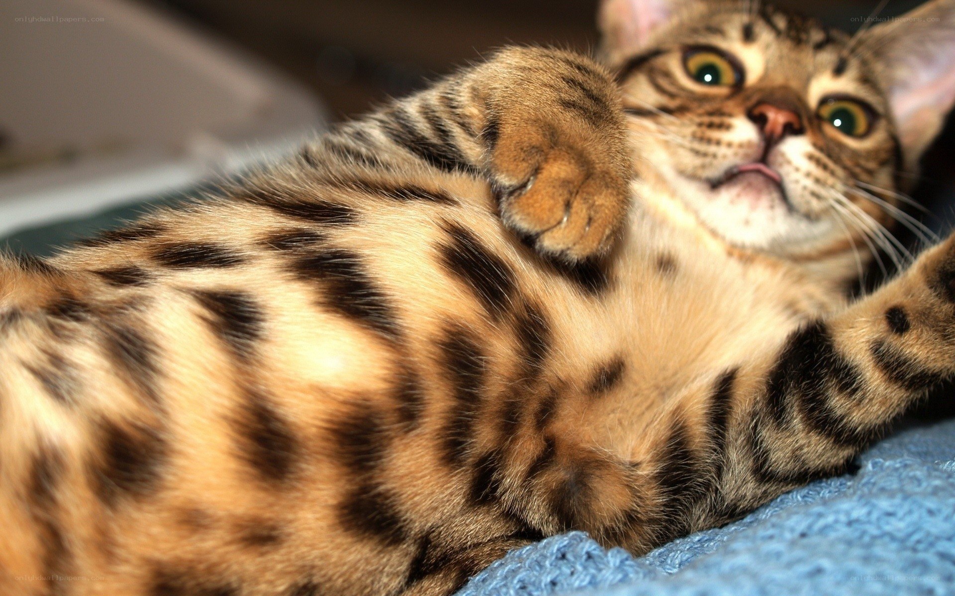 Bengal cat lying on its back