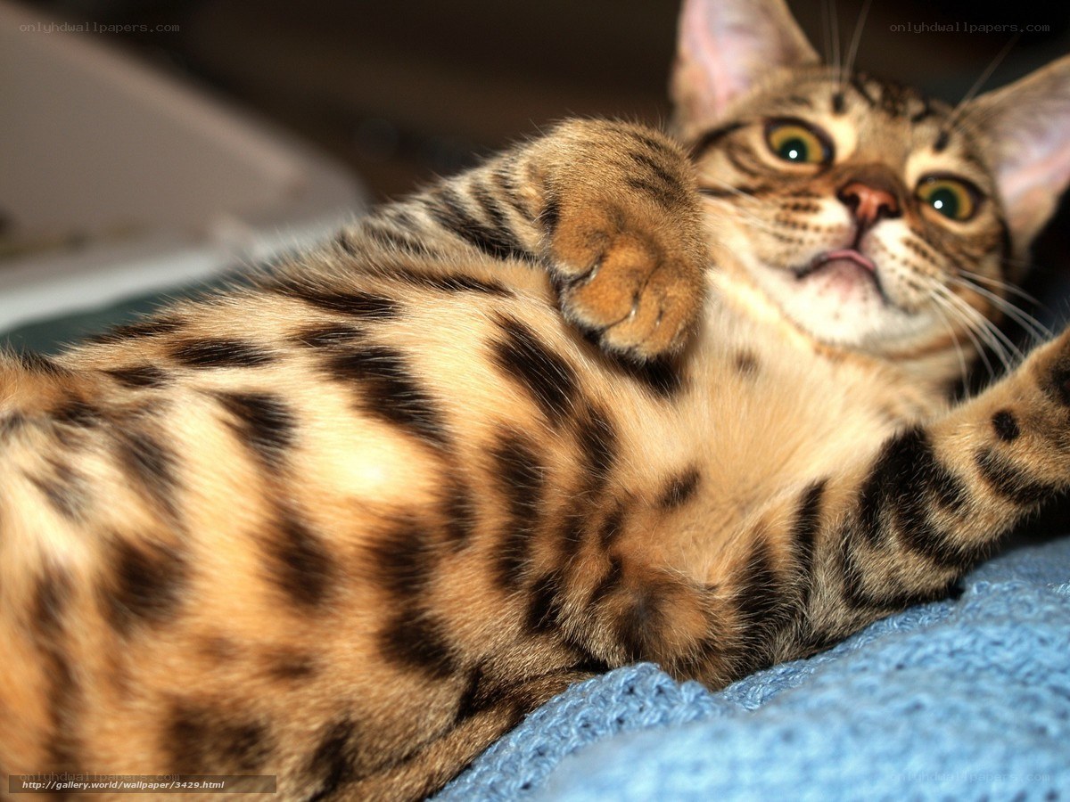 Bengal cat lying on its back