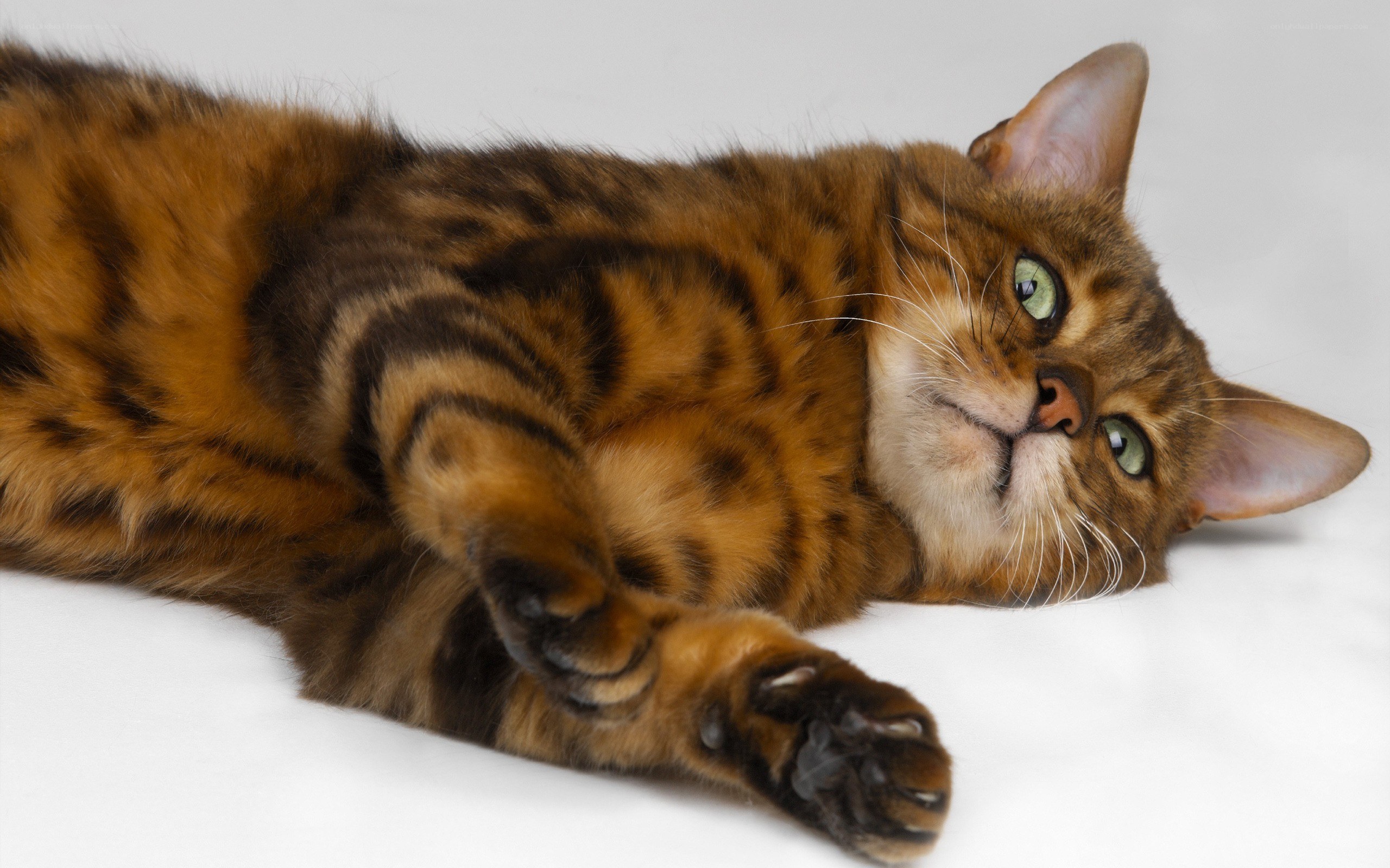 Bengal cat lying on white