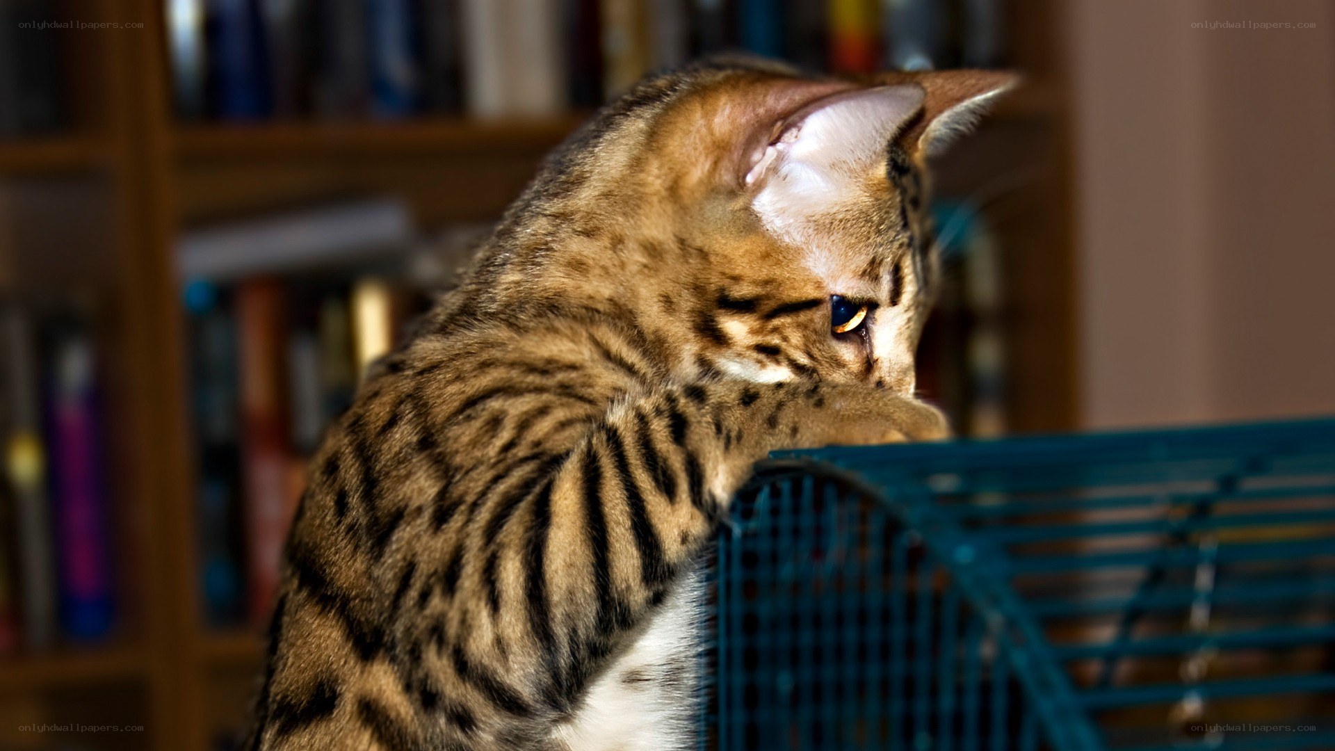 Bengal cat on a cage