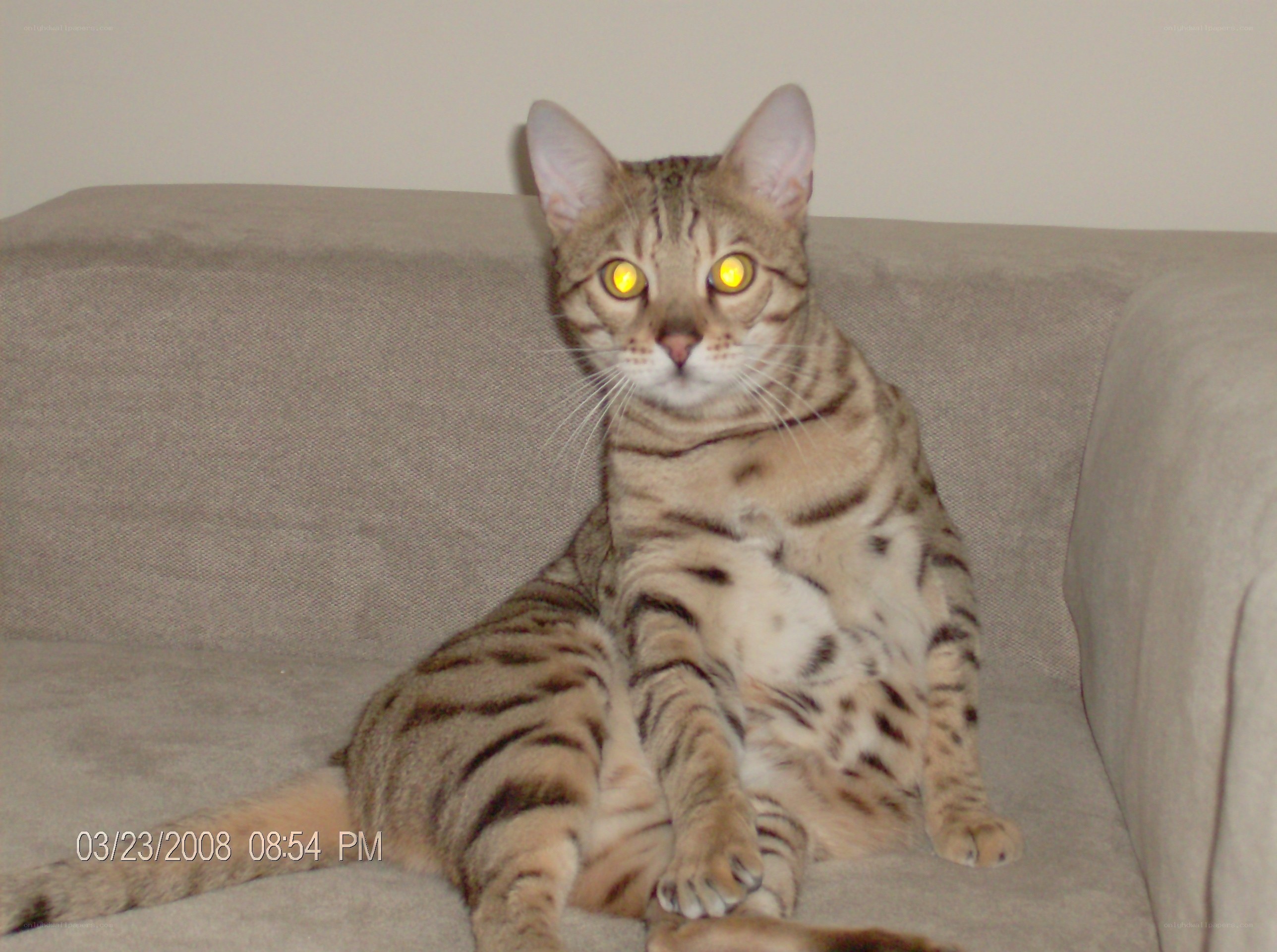 Bengal cat on a couch