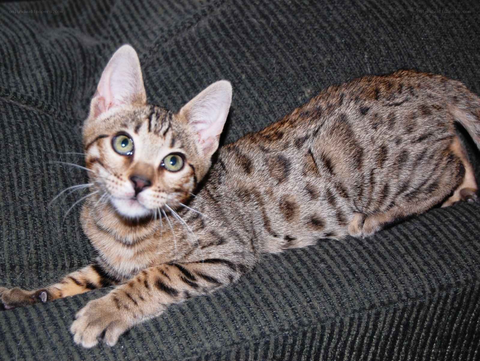 Bengal cat on a couch