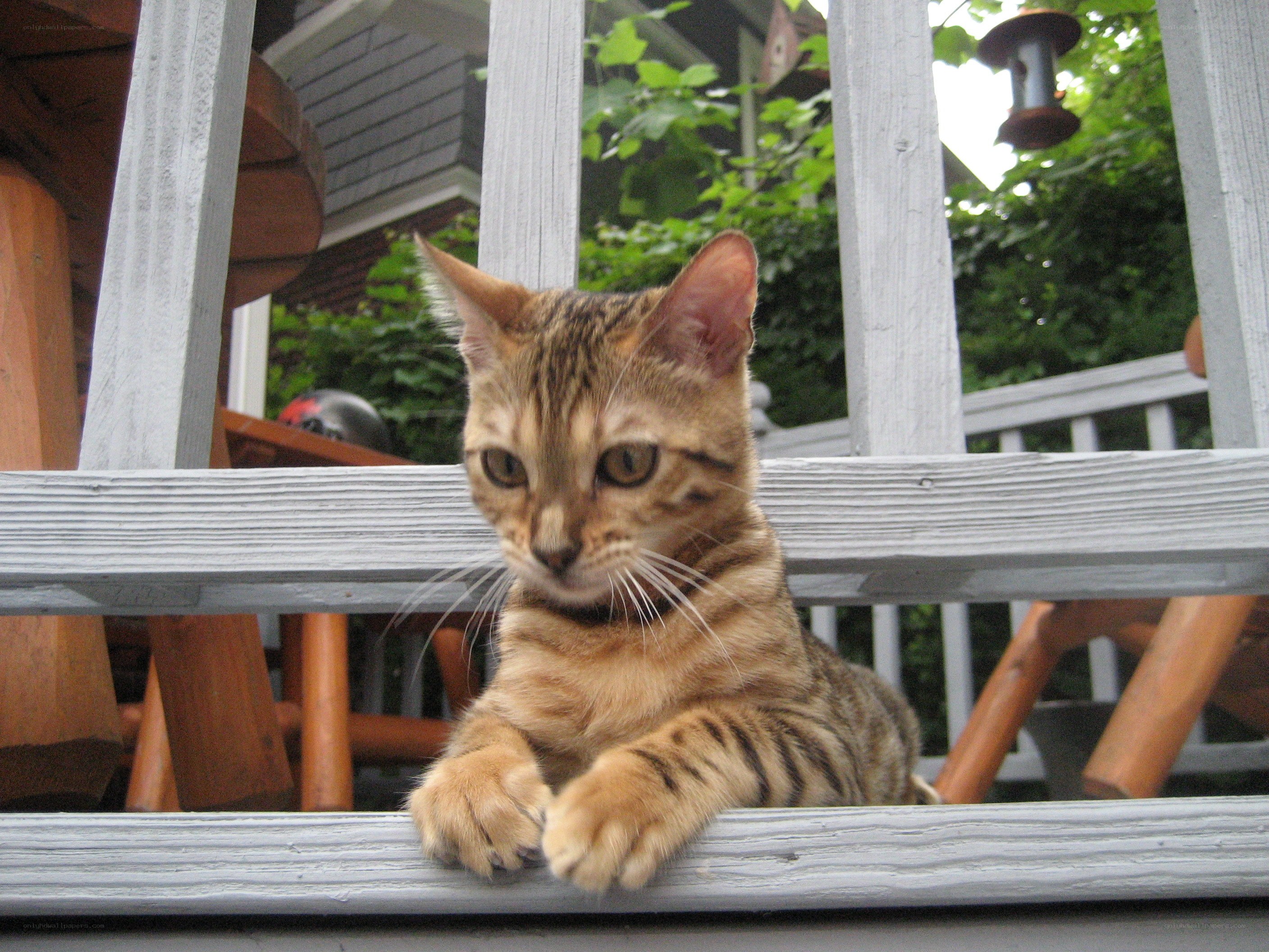 Bengal cat on a deck