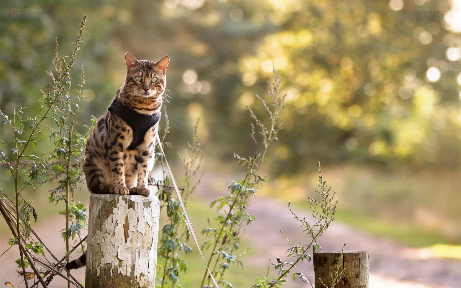 Bengal cat on a post