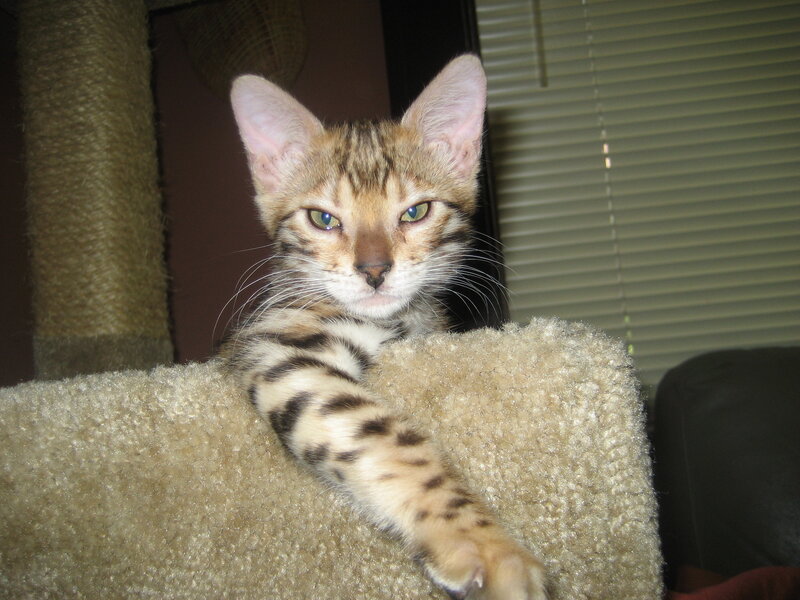 Bengal cat on a scratching post