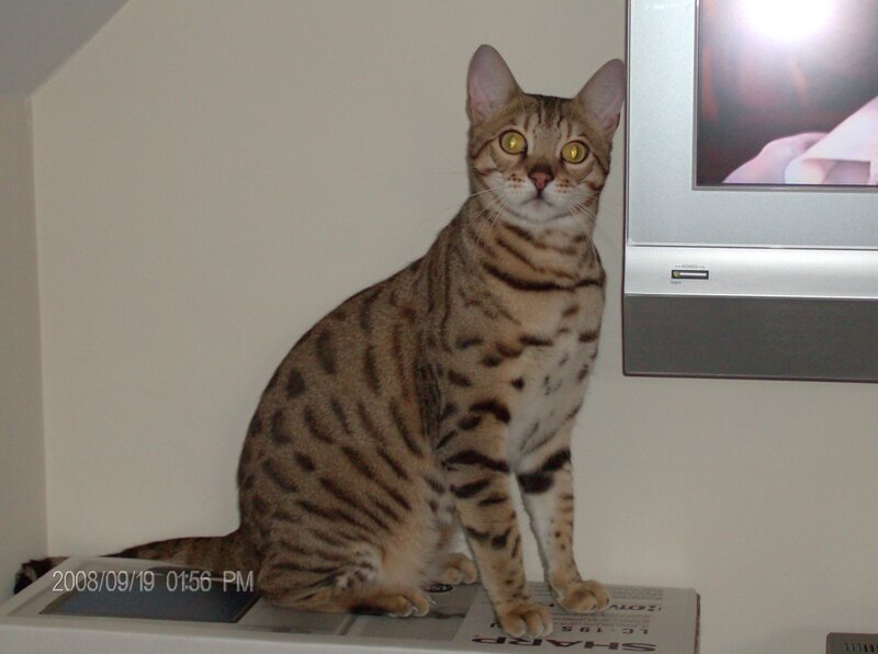 Bengal cat on a shelf