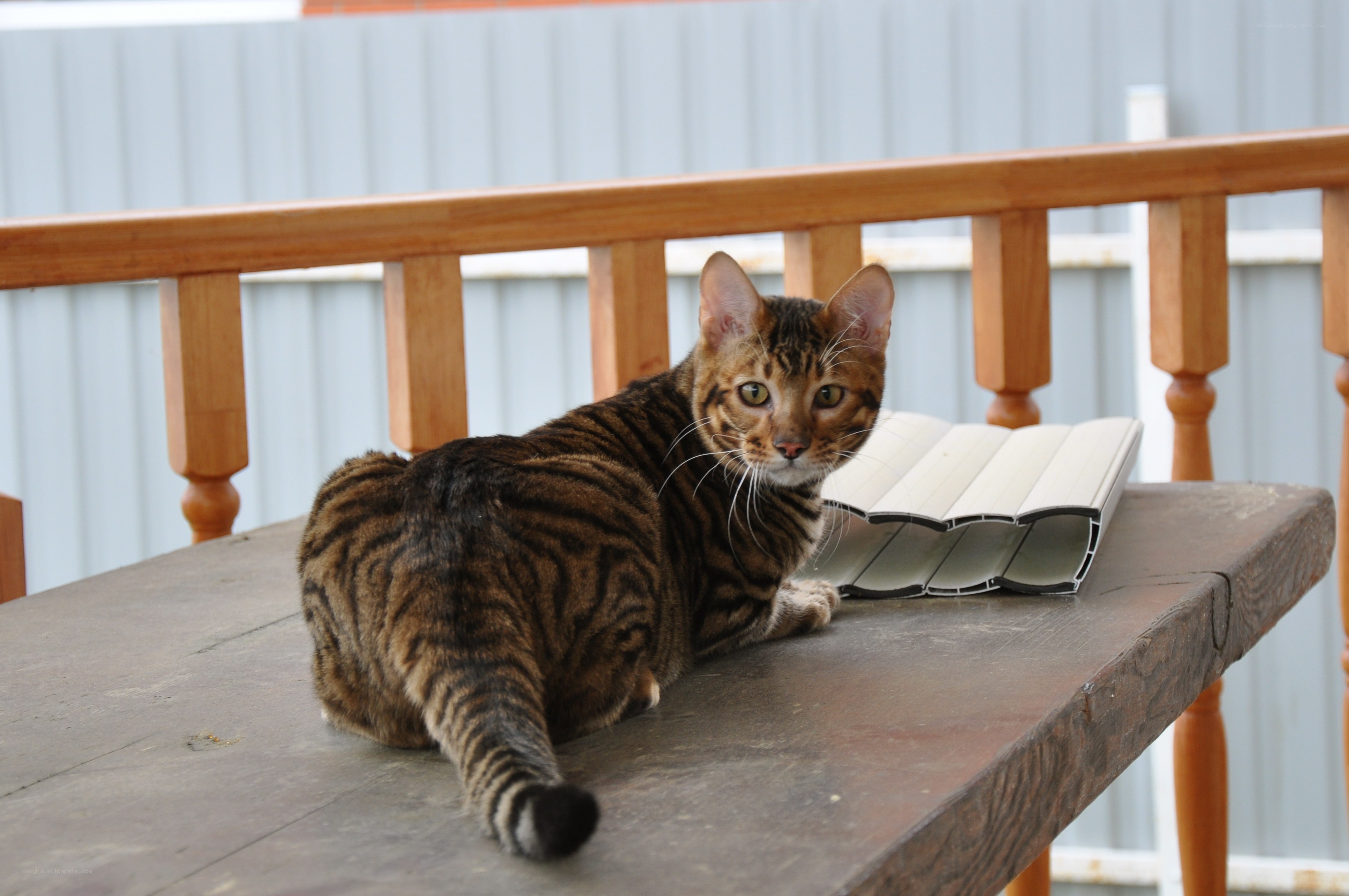 Bengal cat on a wooden bench