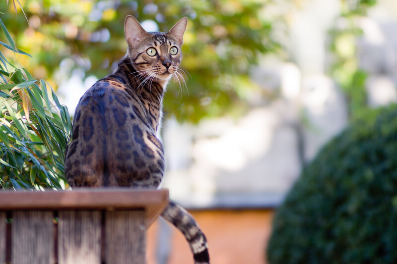 Bengal Cat on Bench