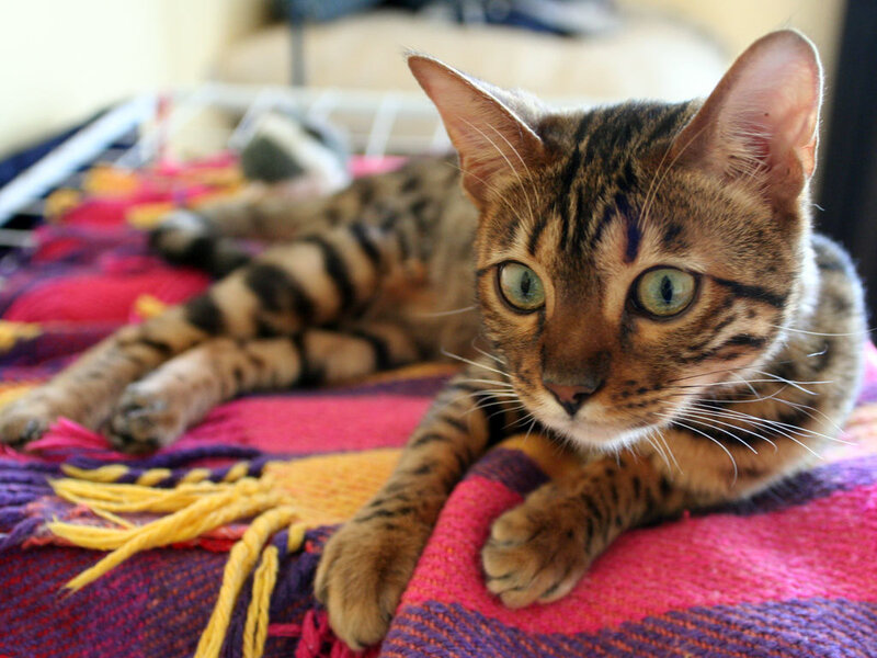Bengal Cat on Blanket