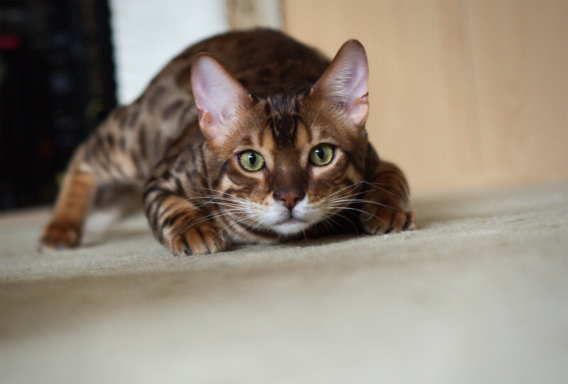 Bengal Cat on Carpet — Brown, Alert