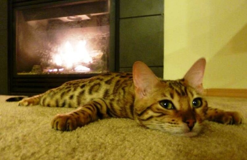 Bengal Cat on Carpet — Brown