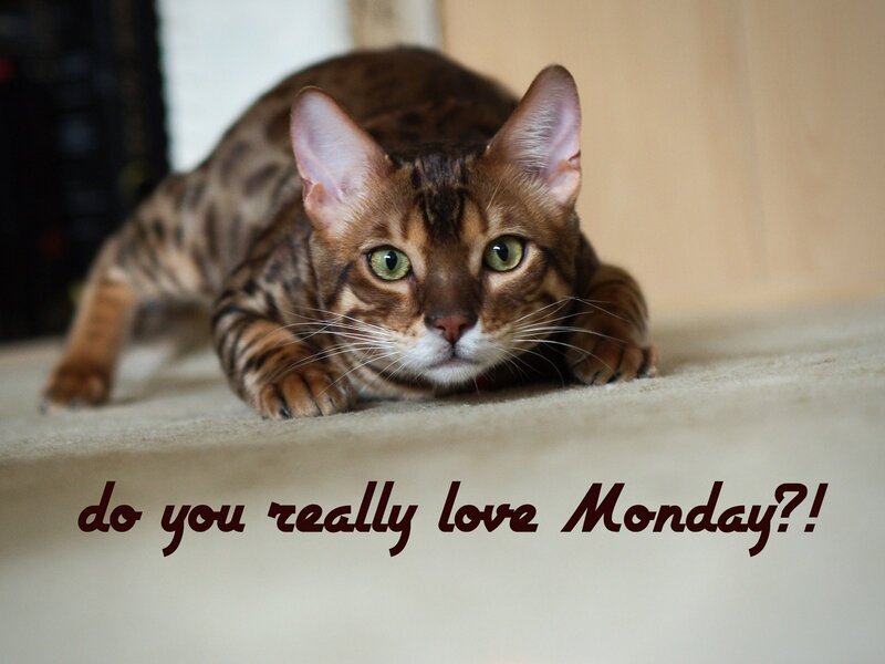 Bengal Cat on Carpet