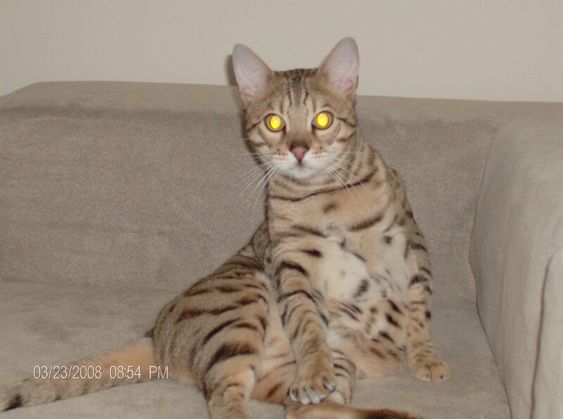 Bengal Cat on Couch