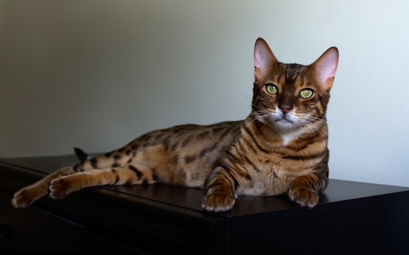 Bengal Cat on Furniture