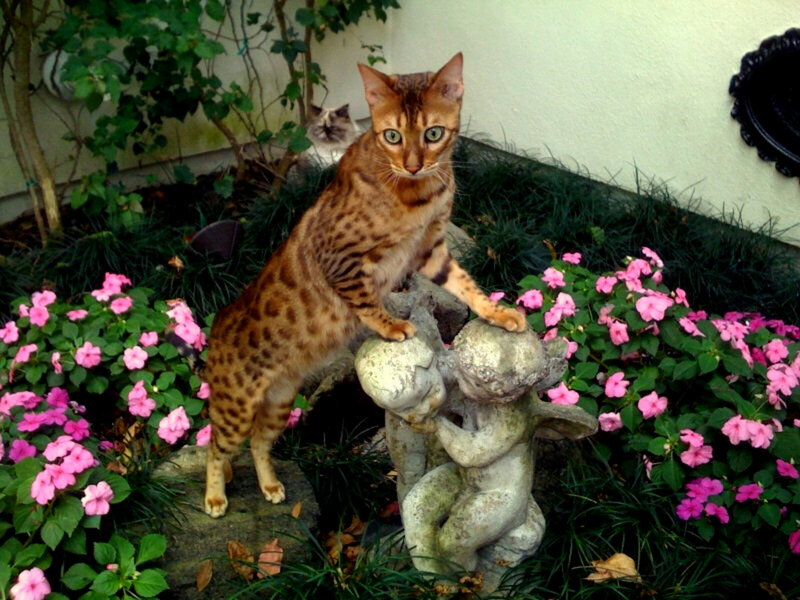 Bengal cat on garden statue