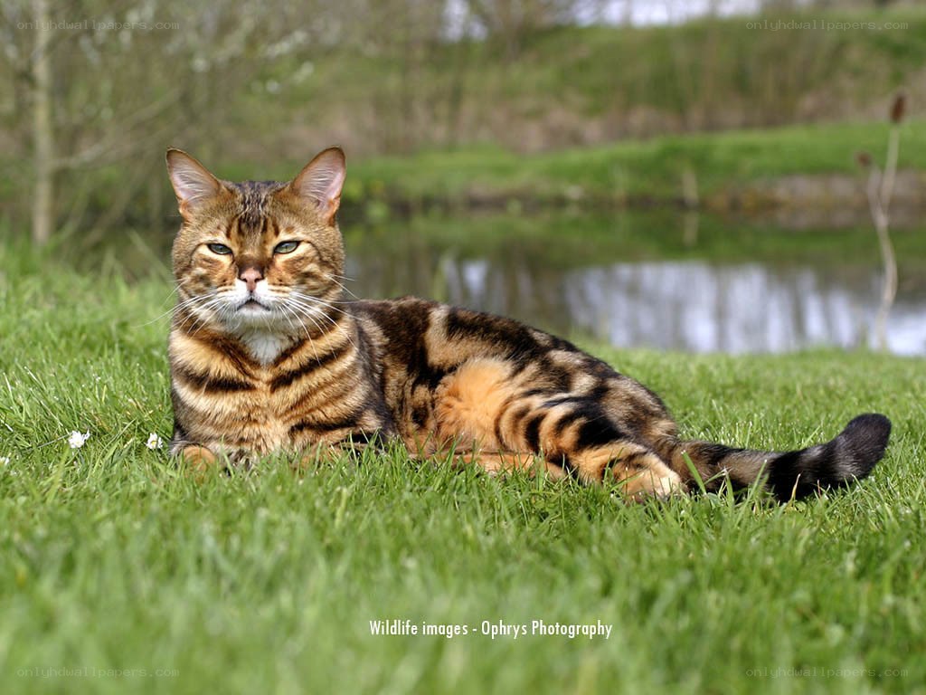 Bengal cat on grass by pond