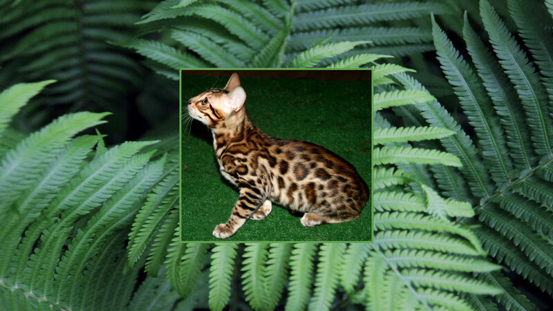 Bengal Cat on Green