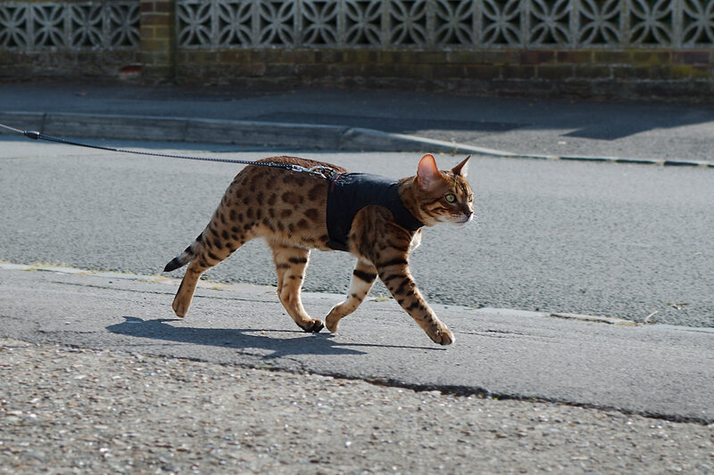 Bengal Cat on Leash