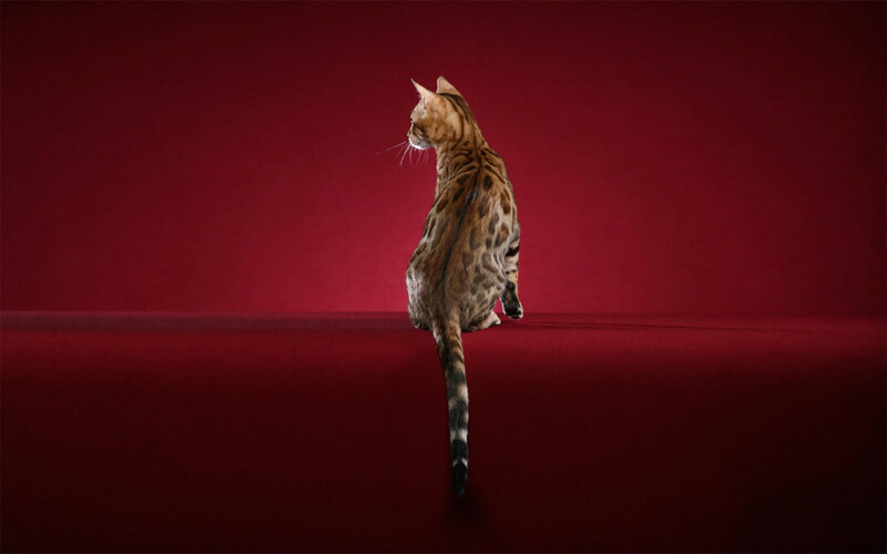 Bengal cat on red background