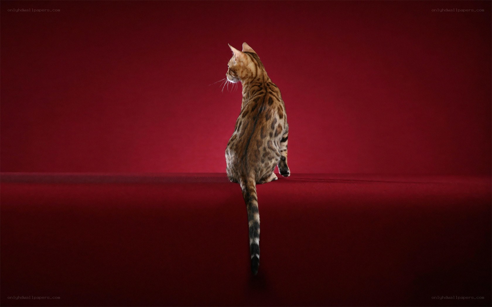 Bengal cat on red background
